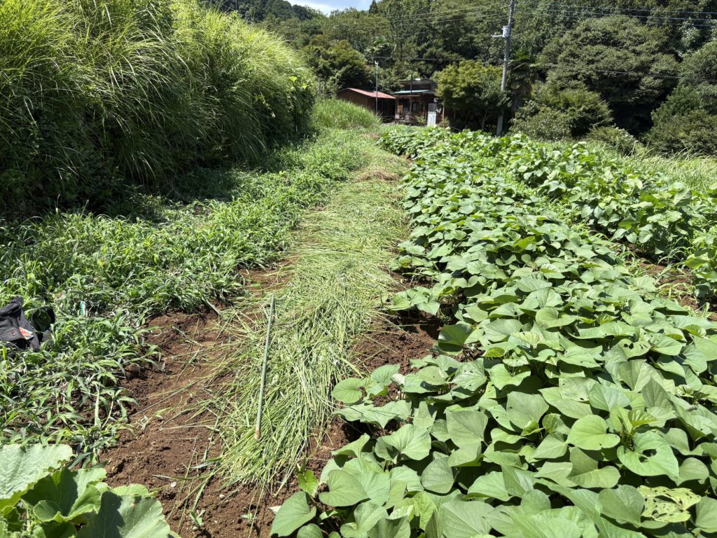 IMG_3769-1024x768 人参・インゲンの直播き