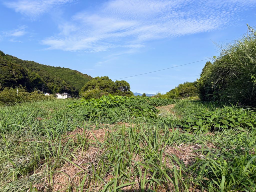 IMG_3770-1024x768 人参・インゲンの直播き