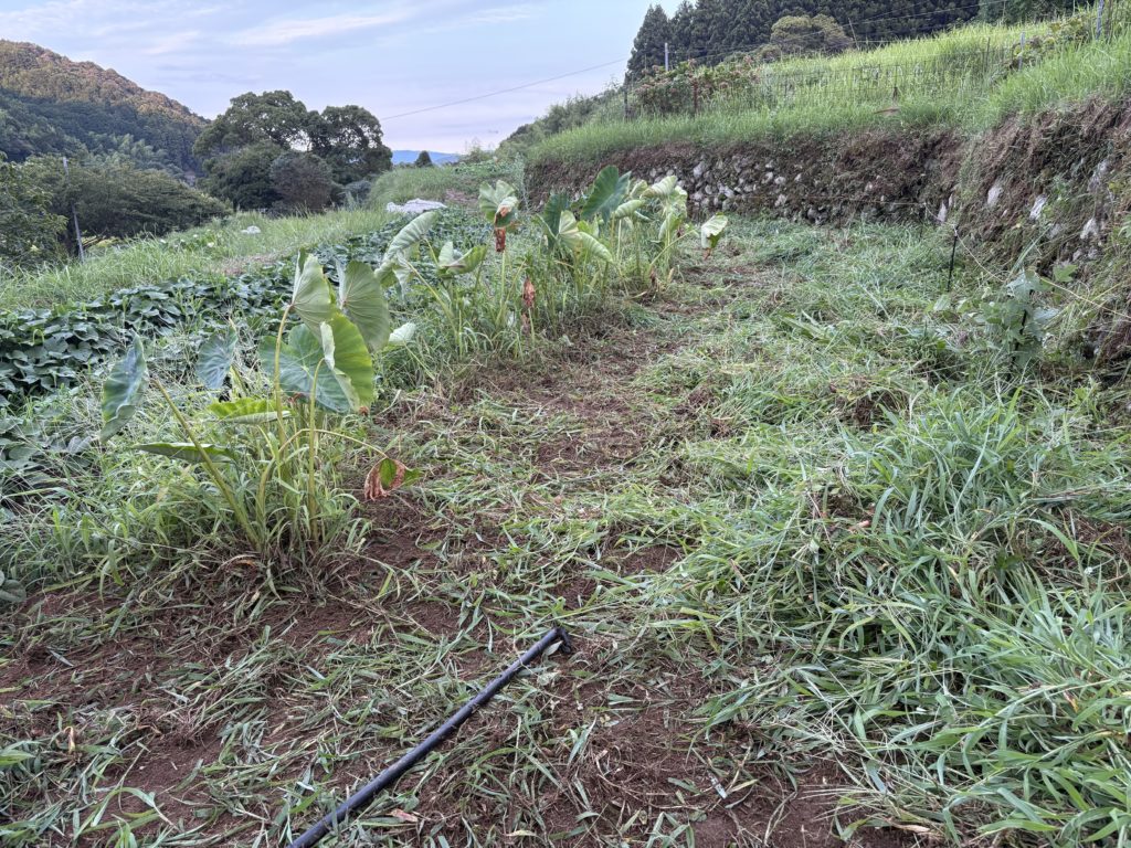 IMG_3772-1024x768 人参・インゲンの直播き