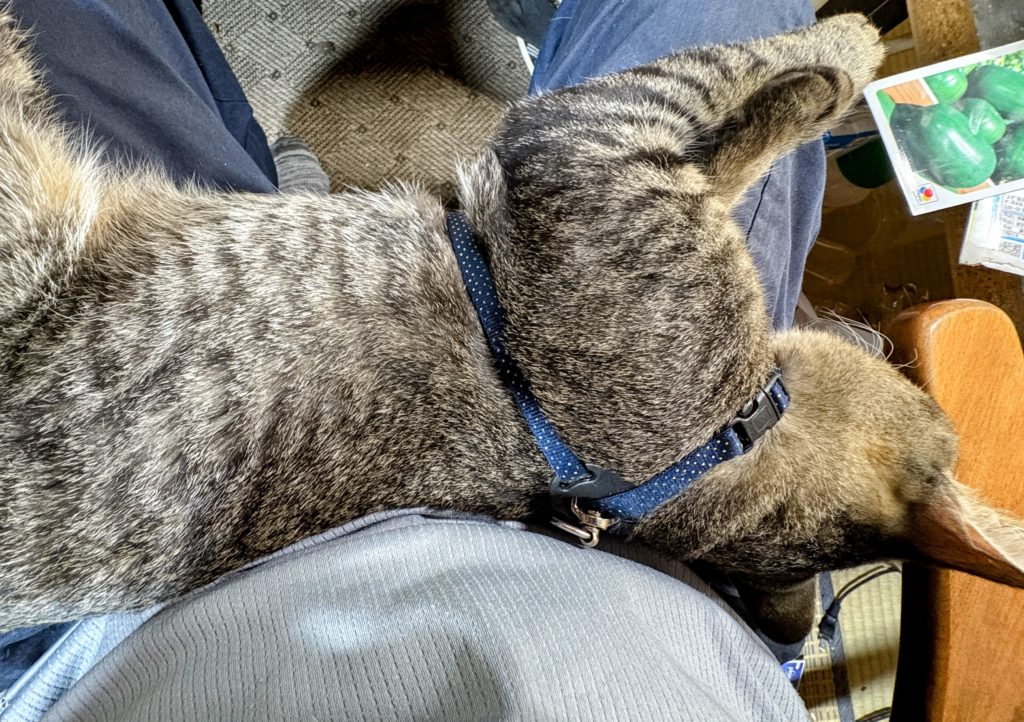 IMG_3782-EDIT-1024x722 日経平均株価史上最高値