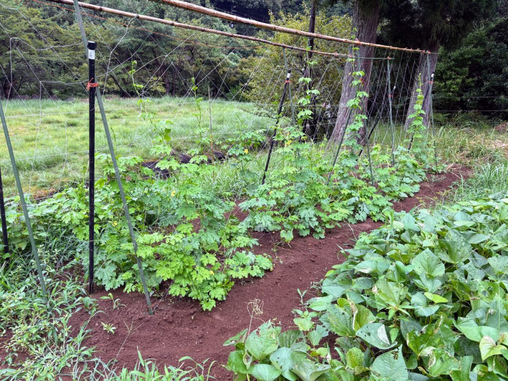 IMG_3787-1024x768 鬼滅の刃・ 感動の田んぼアート