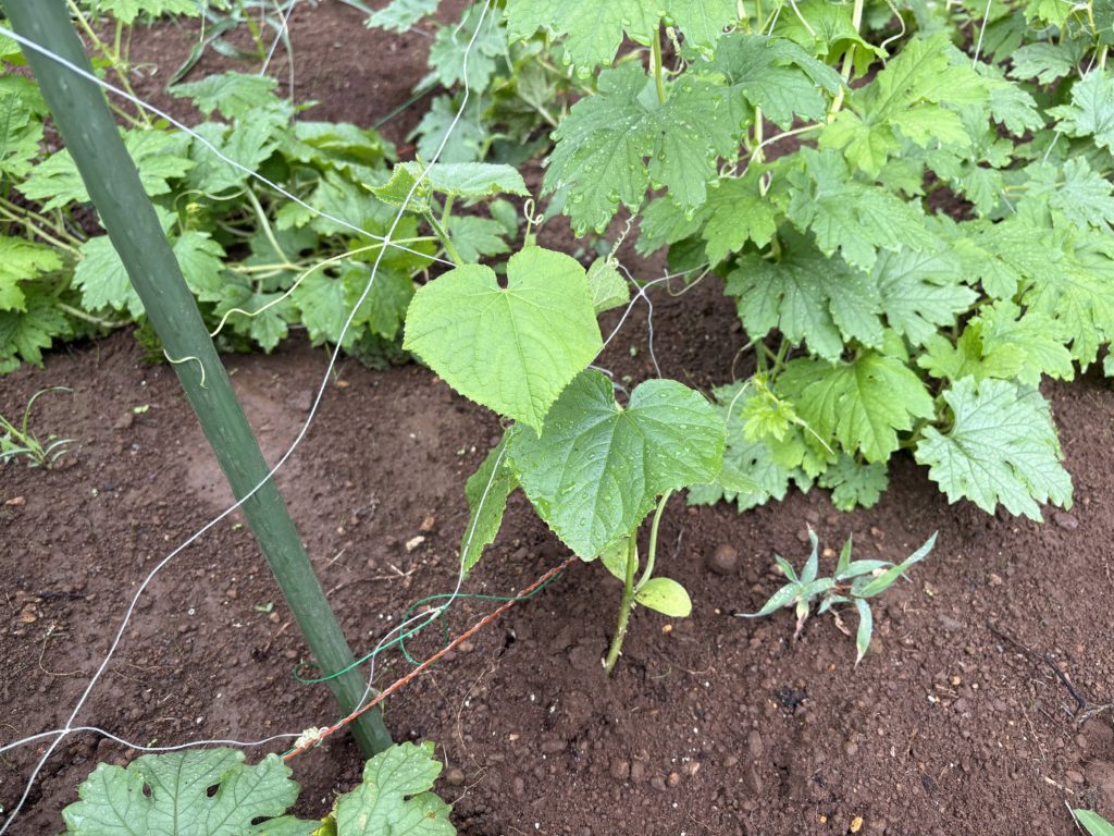 IMG_3789-1024x768 鬼滅の刃・ 感動の田んぼアート