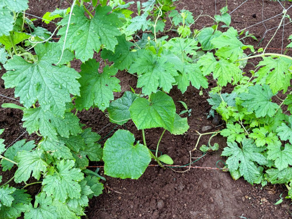 IMG_3790-EDIT-1024x768 鬼滅の刃・ 感動の田んぼアート