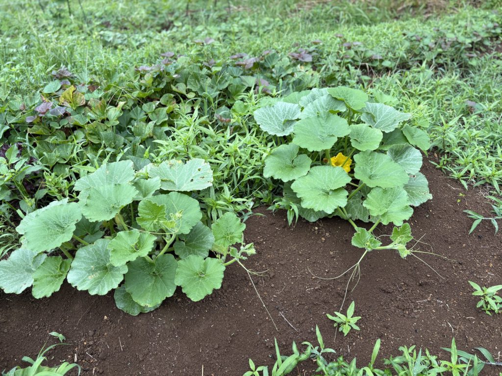 IMG_3794-1024x768 鬼滅の刃・ 感動の田んぼアート