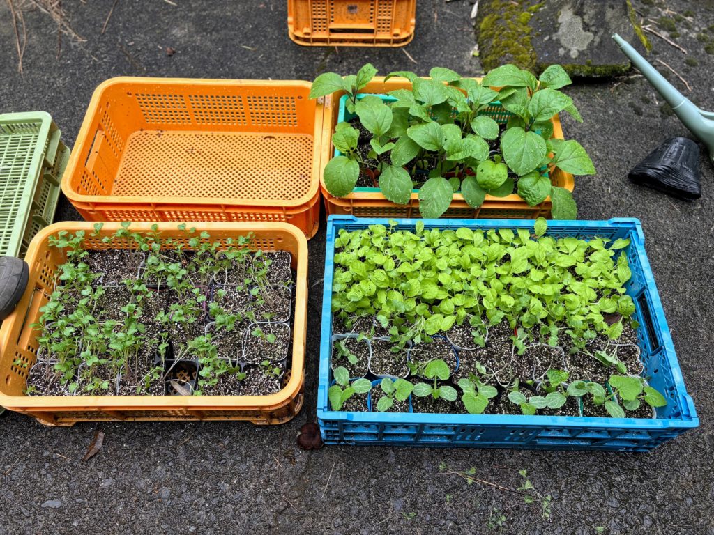 IMG_3809-1024x768 鬼滅の刃・ 感動の田んぼアート