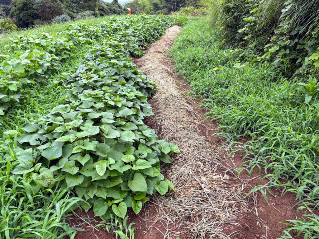 IMG_3810-1024x768 鬼滅の刃・ 感動の田んぼアート