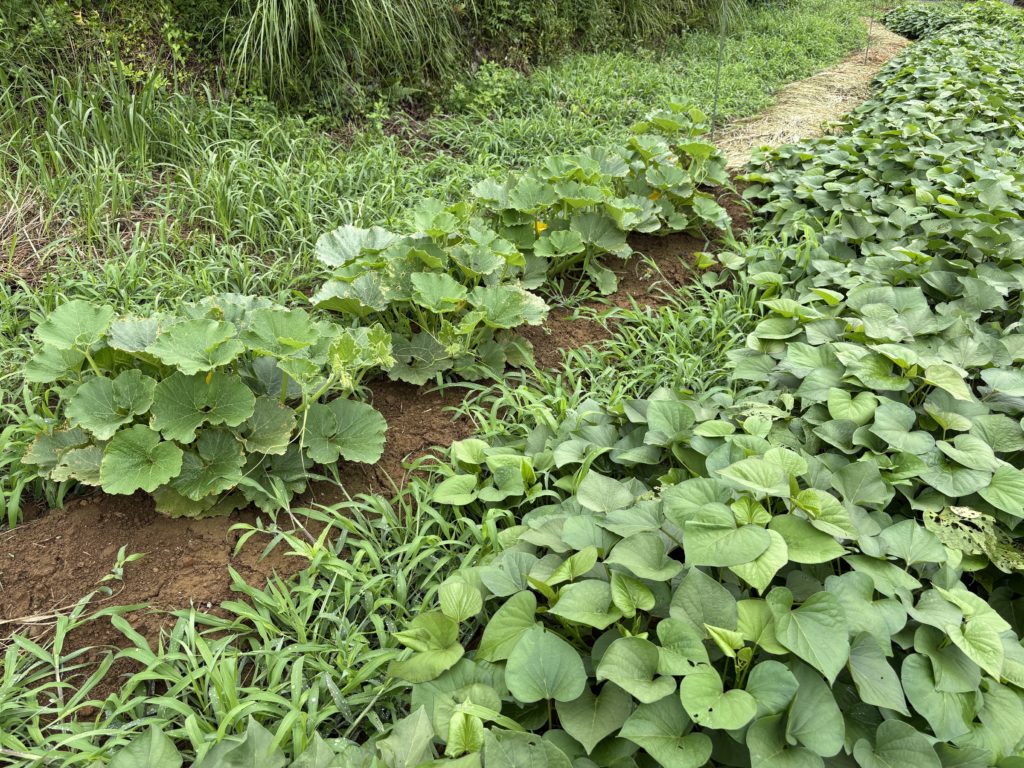 IMG_3811-1024x768 鬼滅の刃・ 感動の田んぼアート