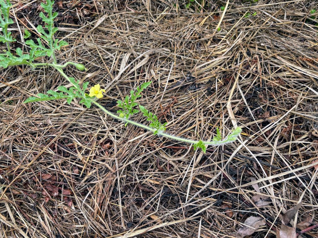 IMG_3816-1024x768 鬼滅の刃・ 感動の田んぼアート