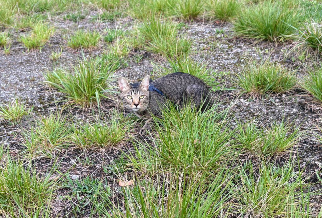 IMG_3823-1024x696 鬼滅の刃・ 感動の田んぼアート