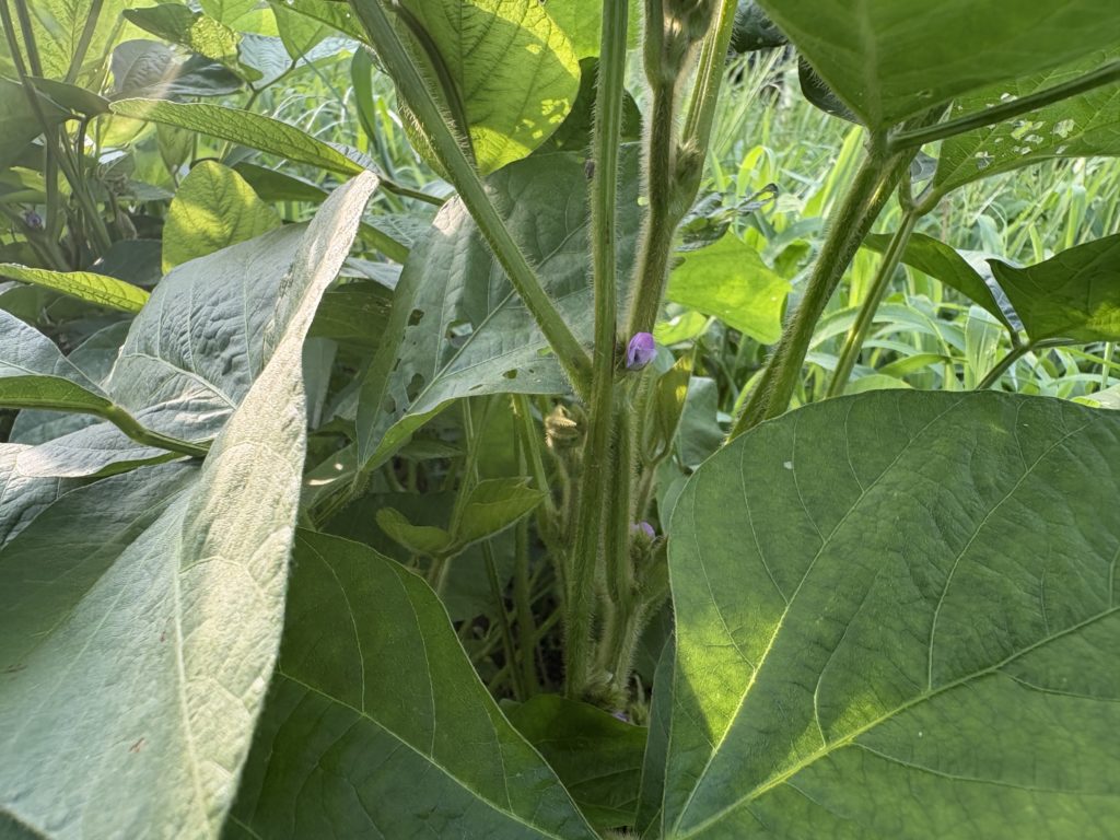 IMG_3832-1024x768 今日もクソ暑い中で草との戦い