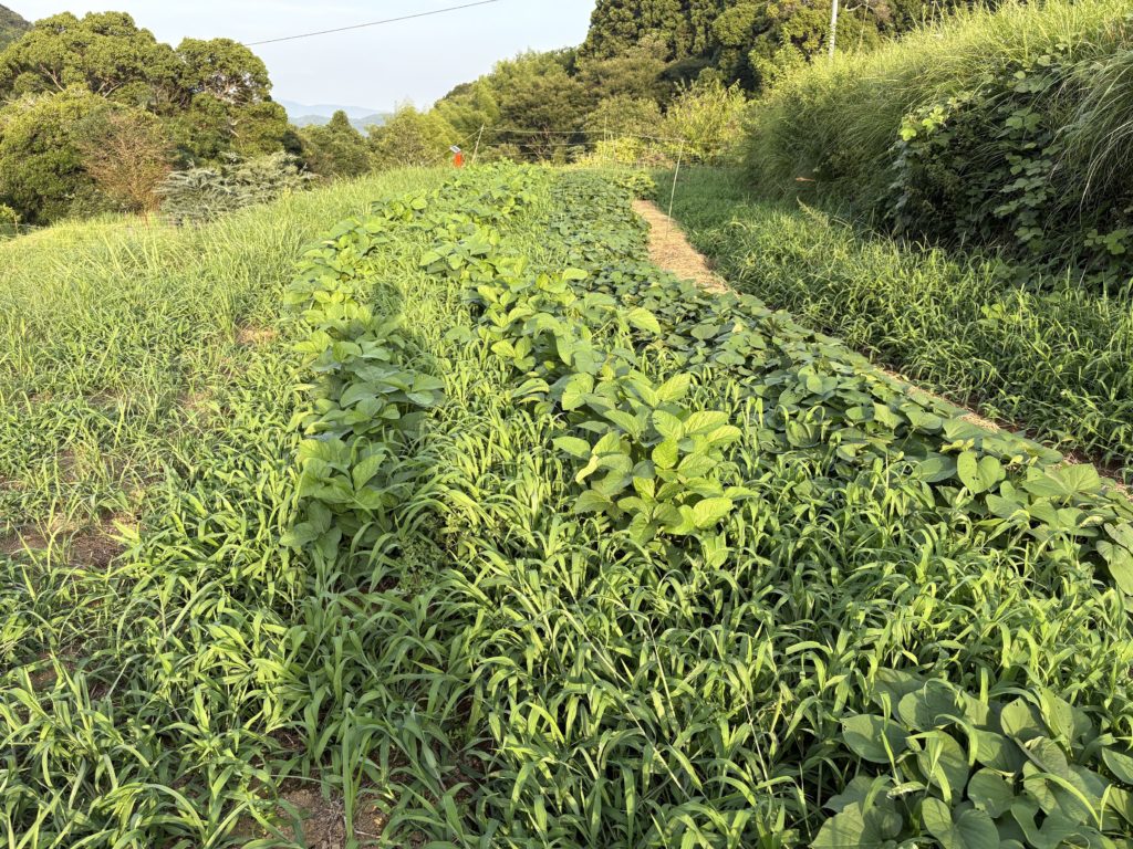 IMG_3833-1024x768 今日もクソ暑い中で草との戦い