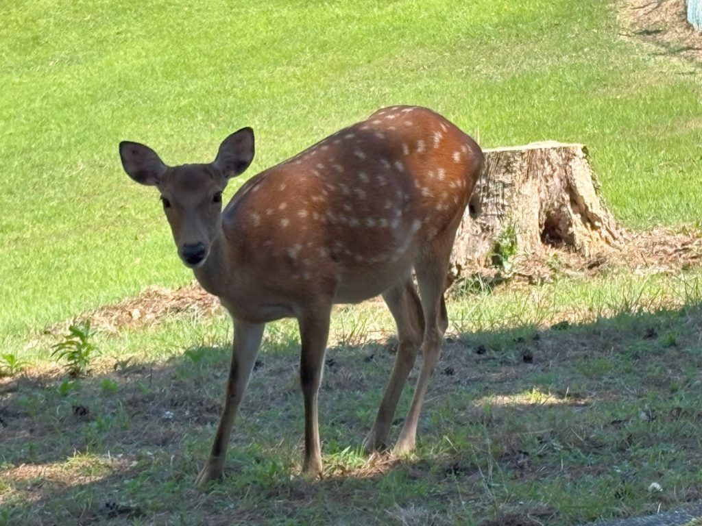 IMG_3843-1024x768 ８月期愛好会