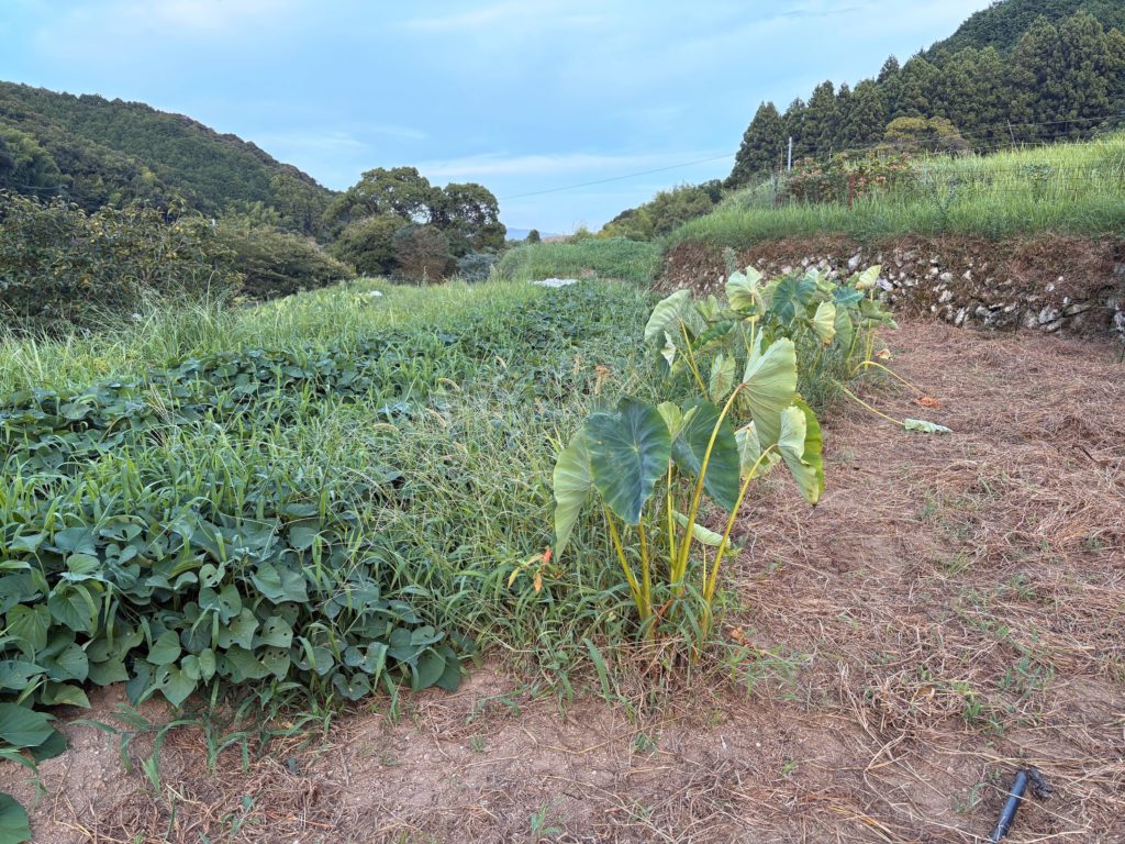 IMG_3849-EDIT-1-1024x768 本日、修禅寺ベースへ太郎と一緒に戻った