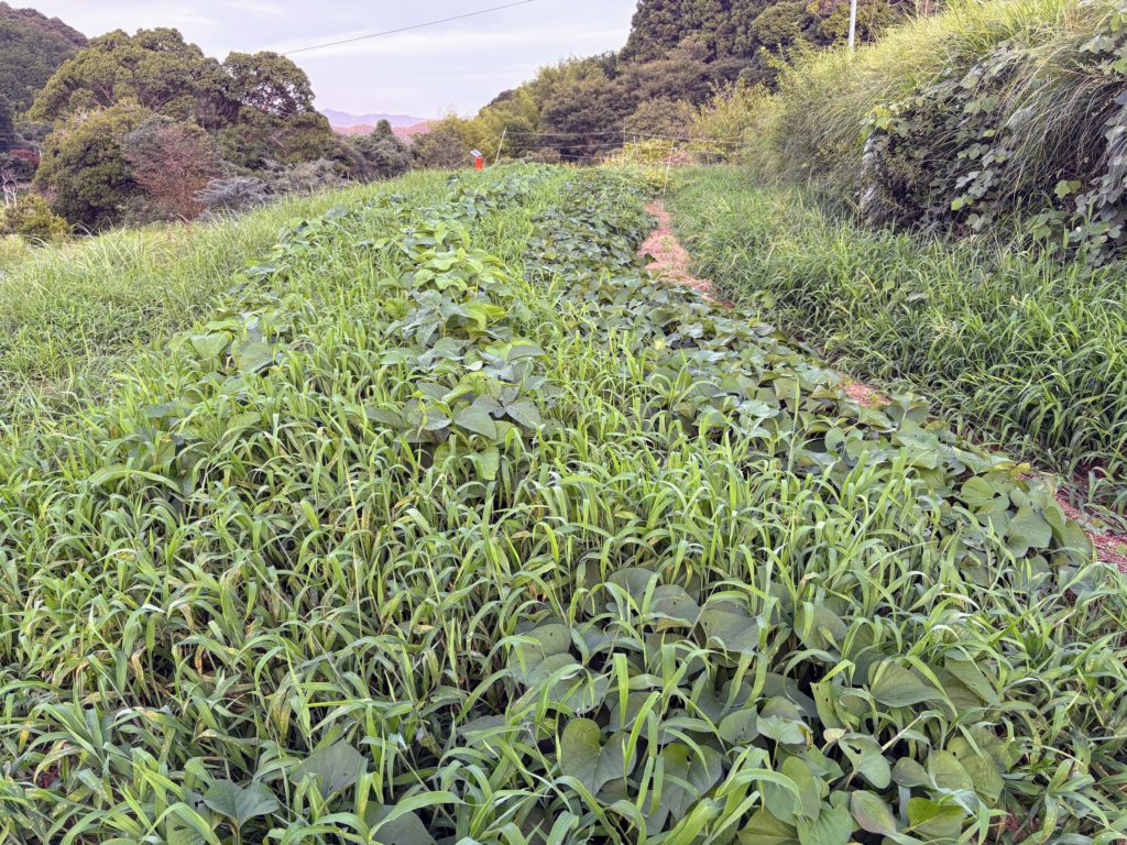 IMG_3850-1024x768 本日、修禅寺ベースへ太郎と一緒に戻った