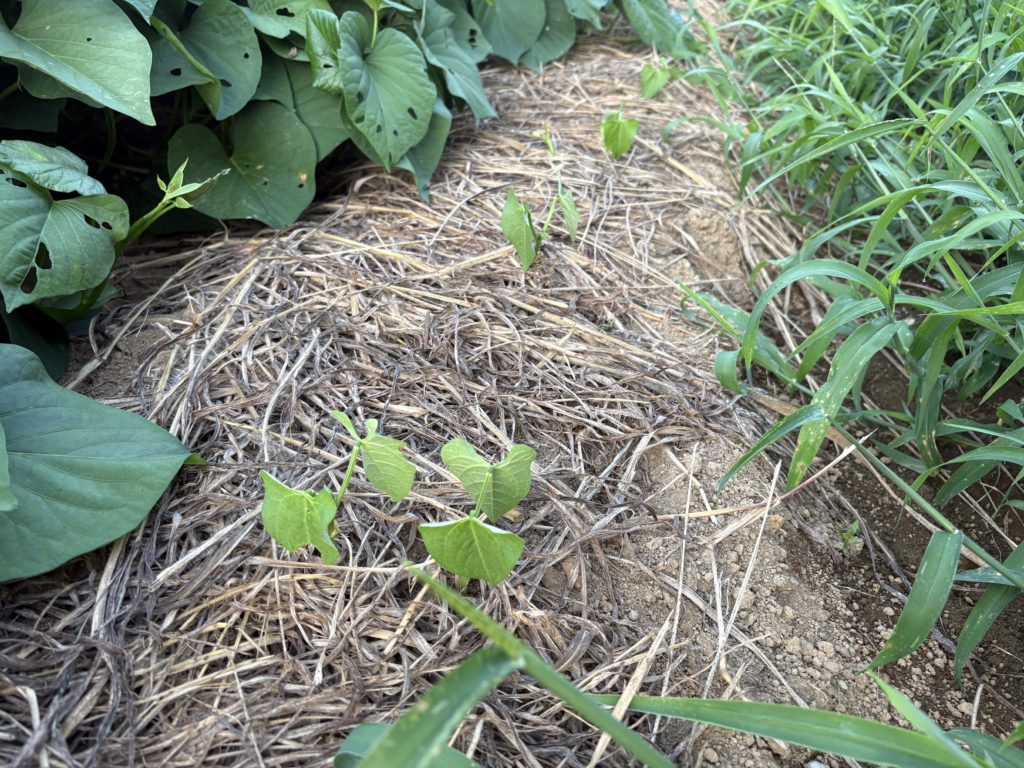 IMG_3852-1024x768 本日、修禅寺ベースへ太郎と一緒に戻った