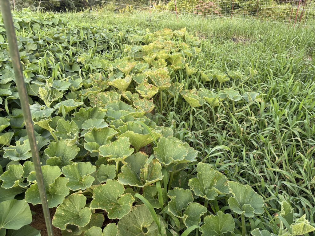 IMG_3854-1024x768 本日、修禅寺ベースへ太郎と一緒に戻った