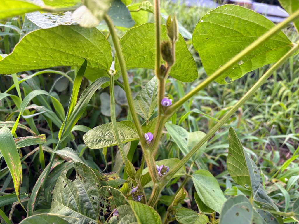 IMG_3855-1024x768 本日、修禅寺ベースへ太郎と一緒に戻った