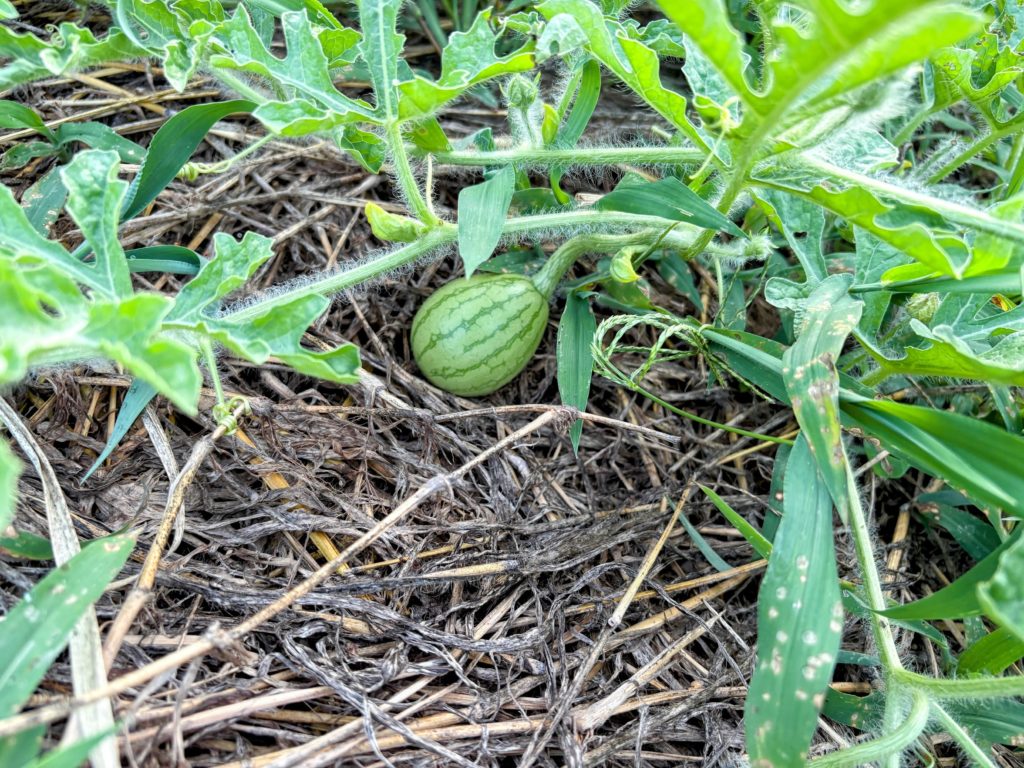 IMG_3861-EDIT-1024x768 本日、修禅寺ベースへ太郎と一緒に戻った