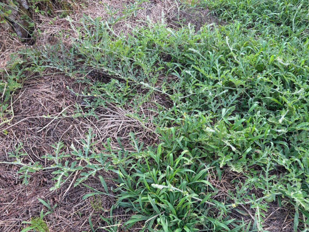 IMG_3862-1024x768 本日、修禅寺ベースへ太郎と一緒に戻った