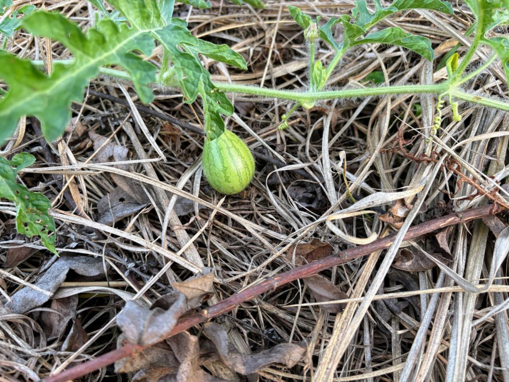 IMG_3863-1024x768 本日、修禅寺ベースへ太郎と一緒に戻った