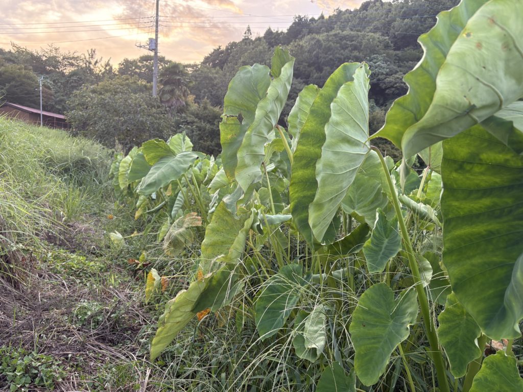 IMG_3864-1024x768 本日、修禅寺ベースへ太郎と一緒に戻った