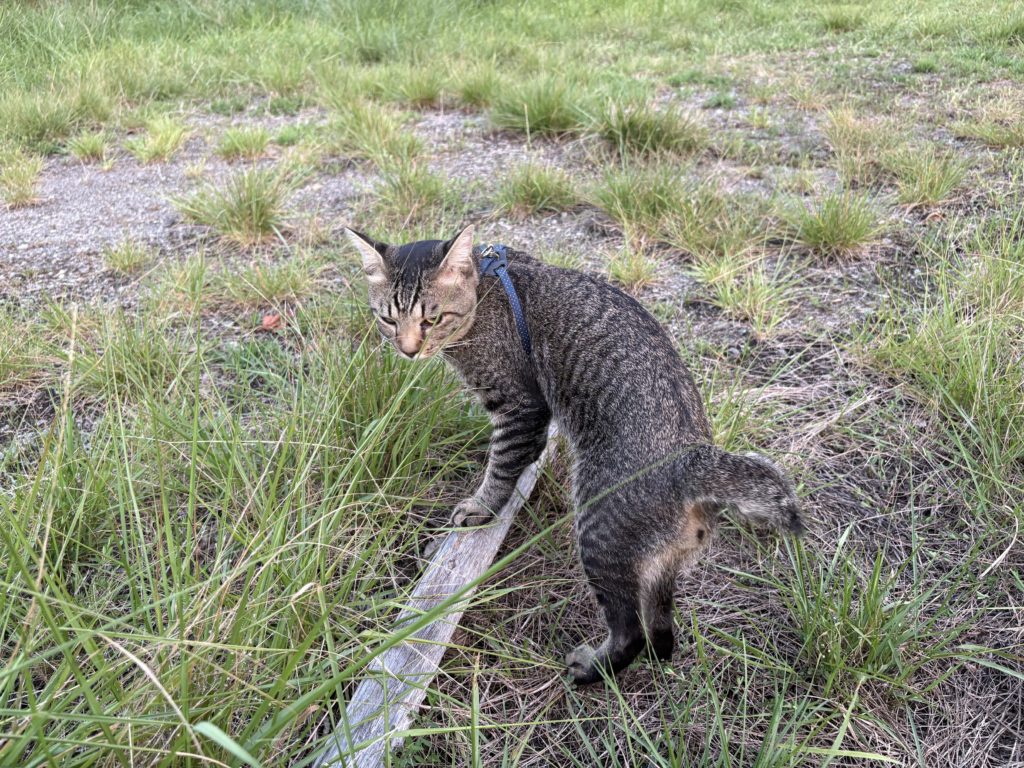 IMG_3866-1024x768 本日、修禅寺ベースへ太郎と一緒に戻った