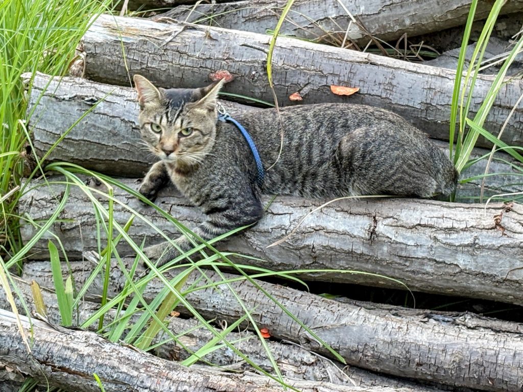 IMG_3869-EDIT-1024x768 本日、修禅寺ベースへ太郎と一緒に戻った