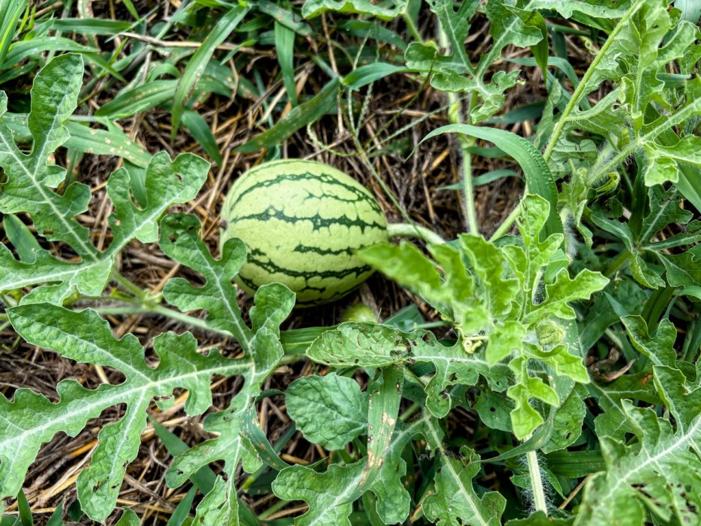 IMG_3897-EDIT-1024x768 残暑お見舞い申し上げます