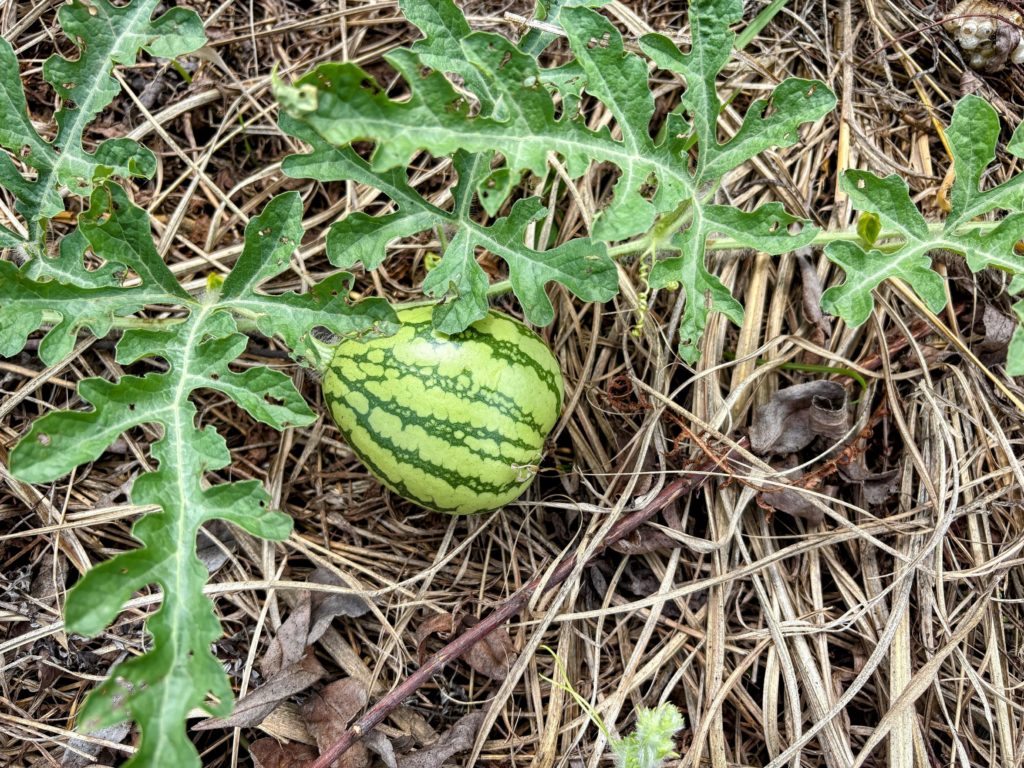 IMG_3898-EDIT-1024x768 残暑お見舞い申し上げます