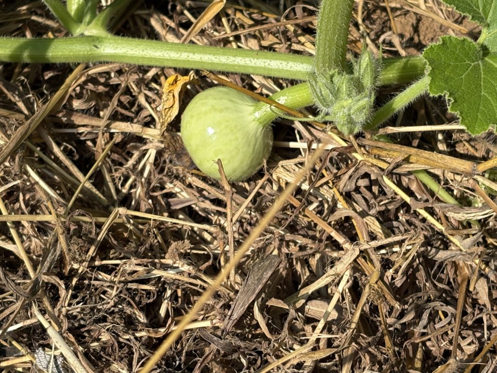 IMG_3910-1024x768 「こなゆきひめ」一番果