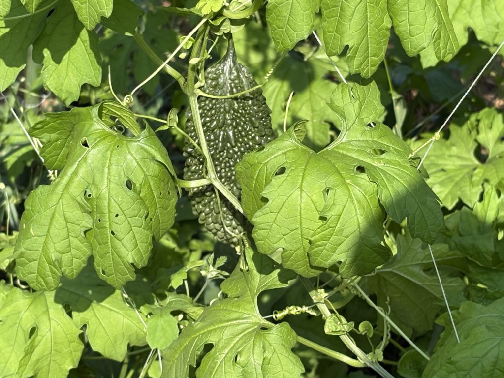 IMG_3911-1024x768 「こなゆきひめ」一番果