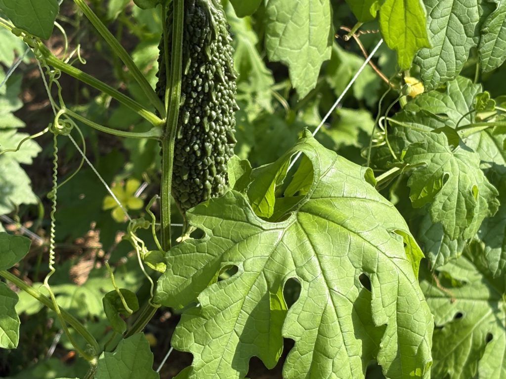 IMG_3912-1024x768 「こなゆきひめ」一番果