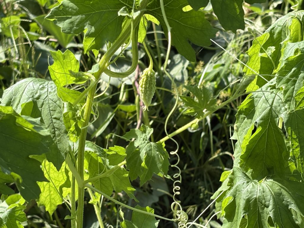 IMG_3913-1024x768 「こなゆきひめ」一番果