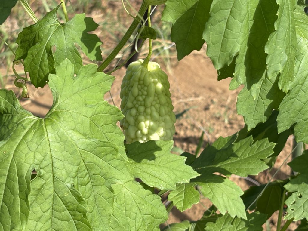 IMG_3914-1024x768 「こなゆきひめ」一番果