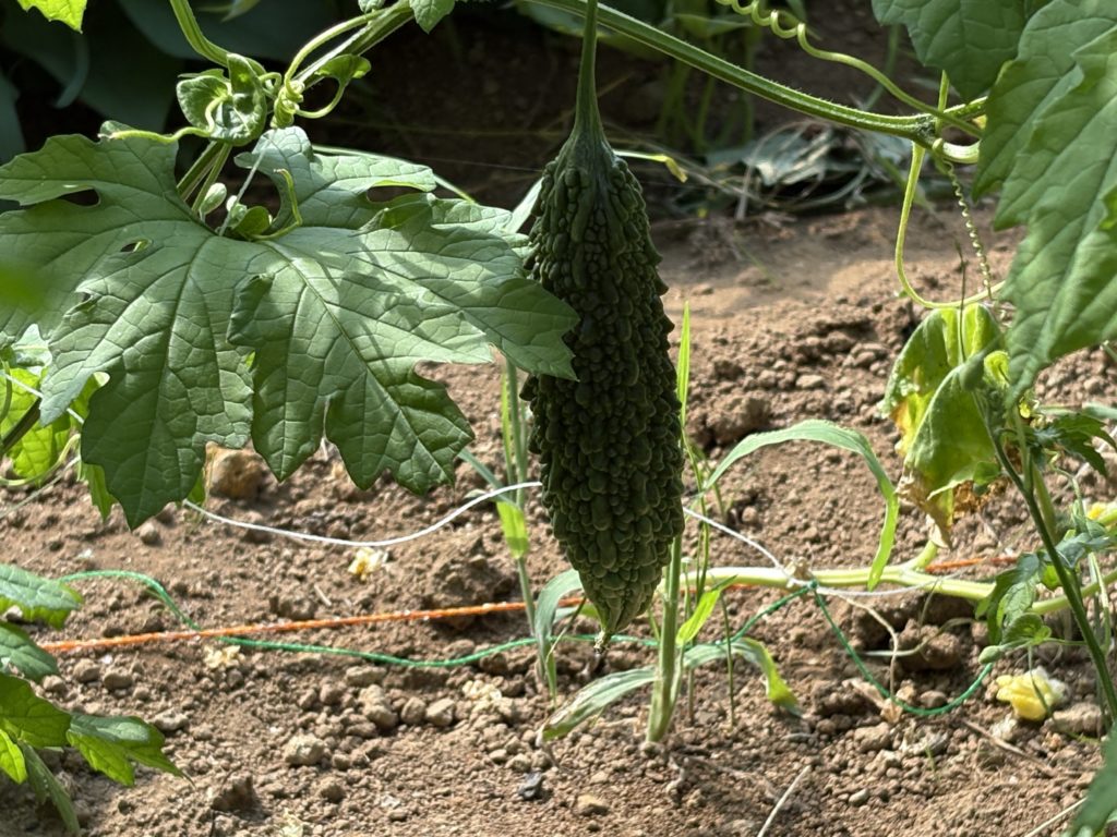 IMG_3915-1024x768 「こなゆきひめ」一番果