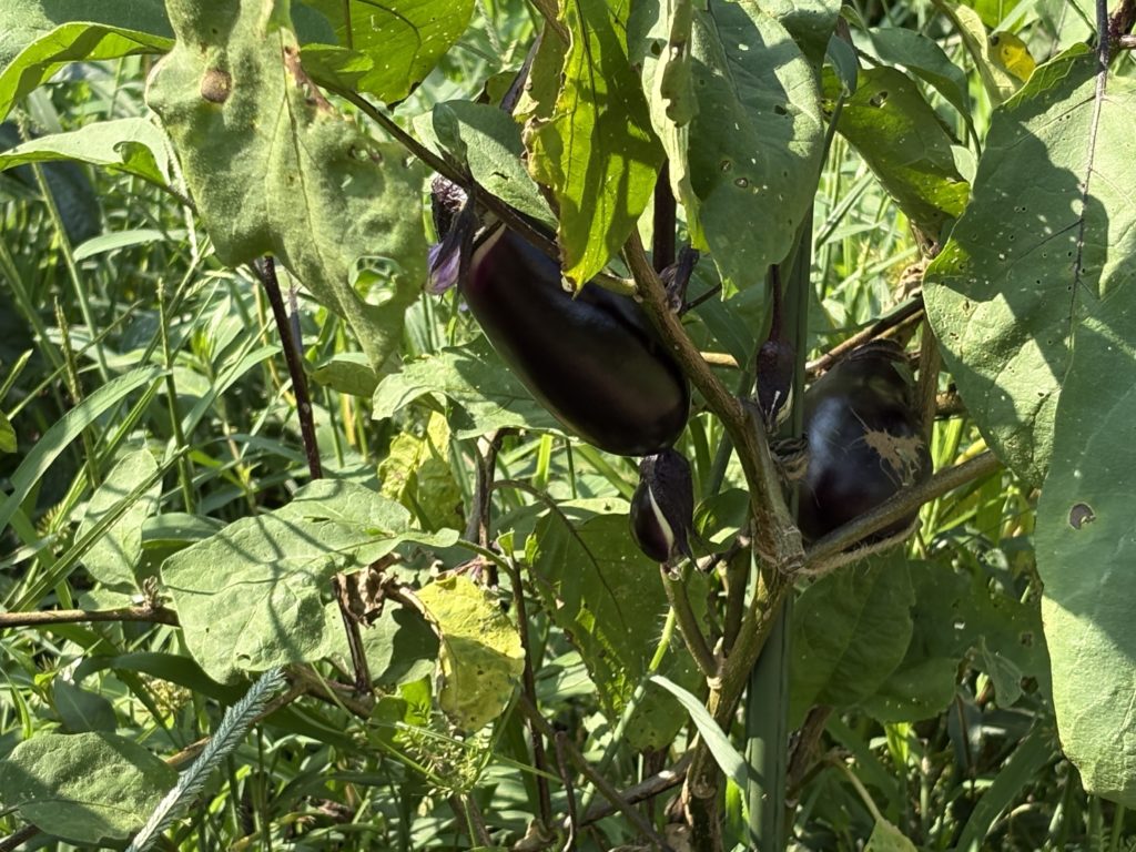 IMG_3916-1024x768 「こなゆきひめ」一番果