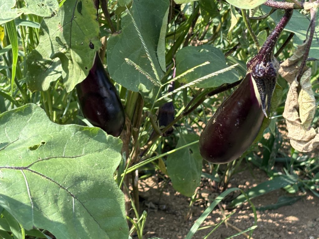 IMG_3917-1024x768 「こなゆきひめ」一番果