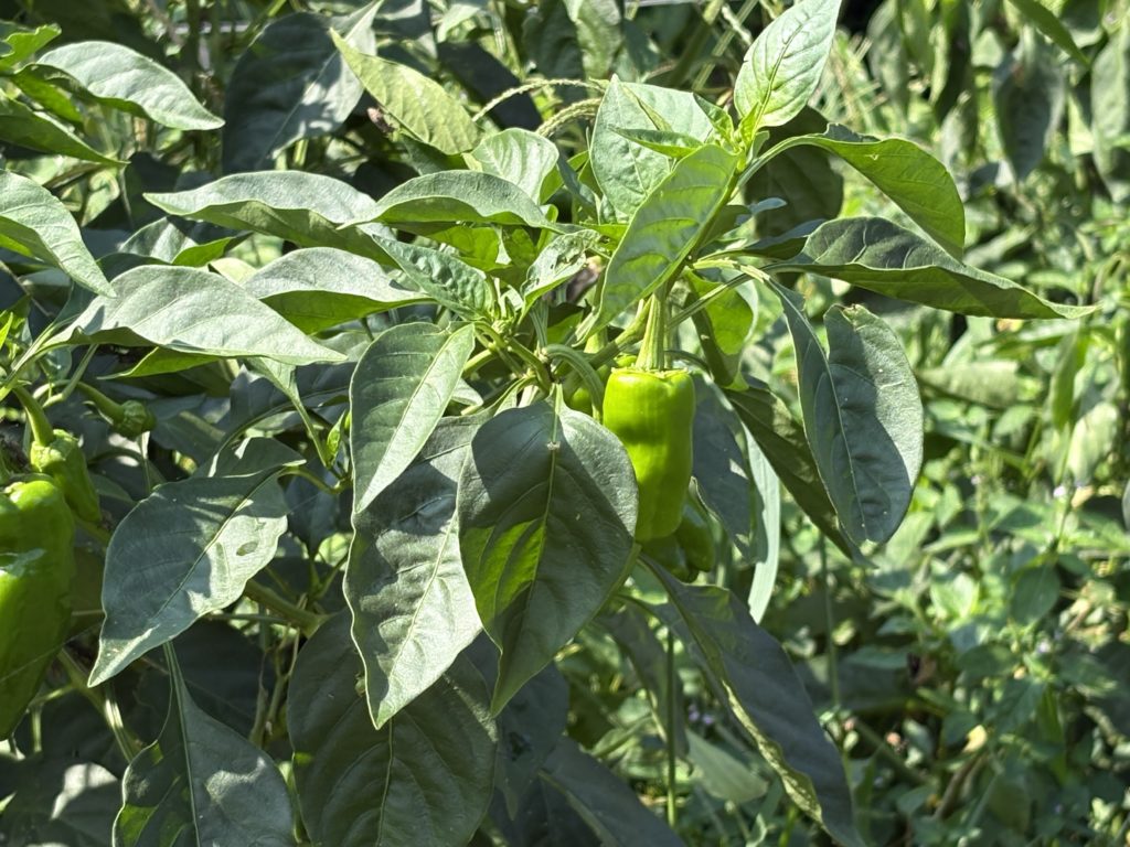 IMG_3918-1024x768 「こなゆきひめ」一番果