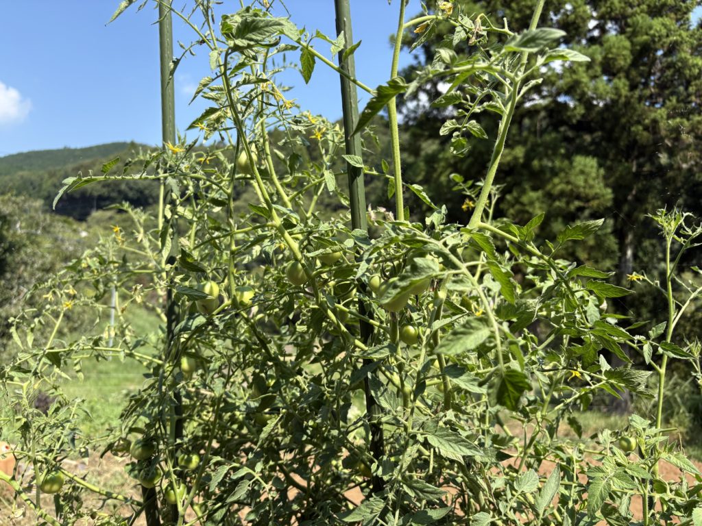 IMG_3921-1024x768 「こなゆきひめ」一番果