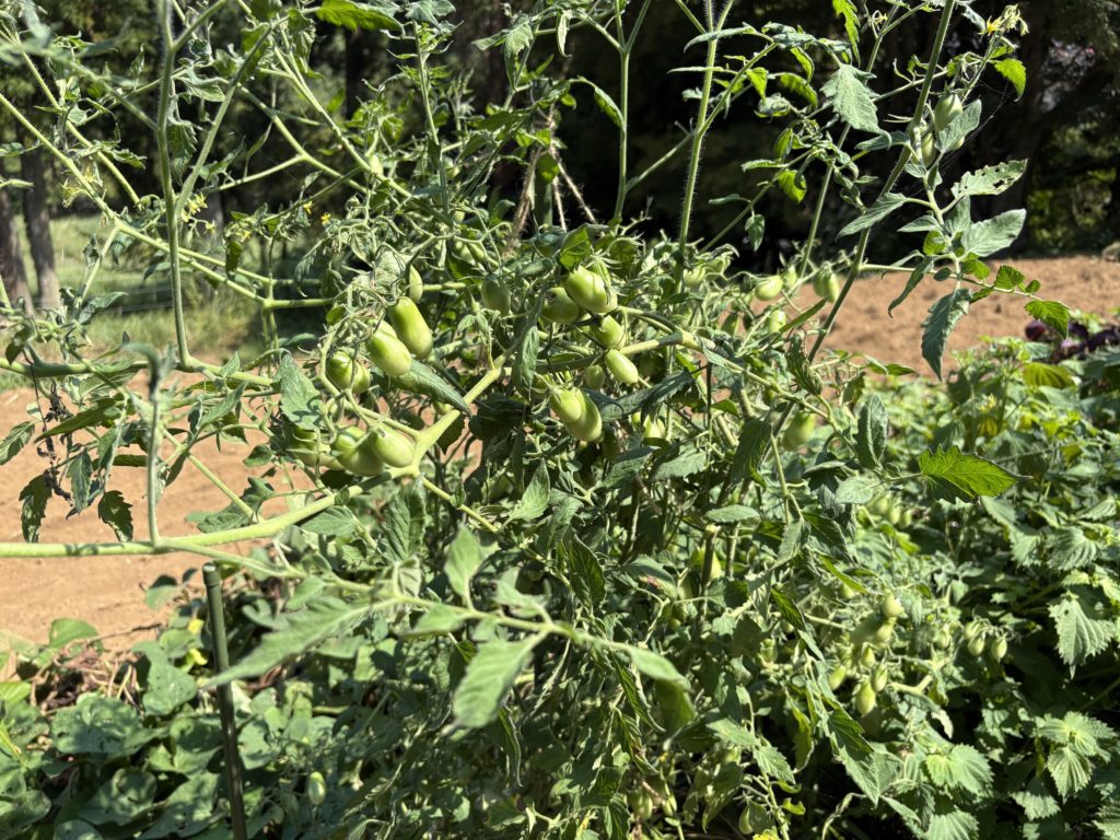 IMG_3923-1024x768 「こなゆきひめ」一番果