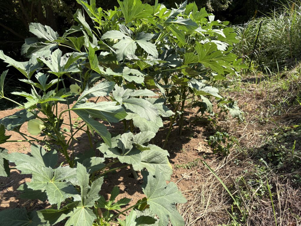 IMG_3930-1024x768 「こなゆきひめ」一番果