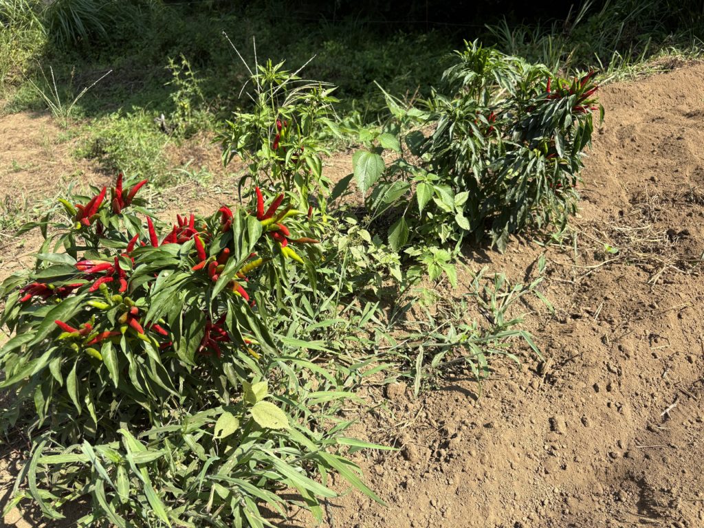 IMG_3931-1024x768 「こなゆきひめ」一番果