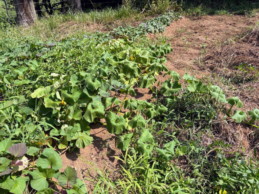 IMG_3933-1024x768 「こなゆきひめ」一番果