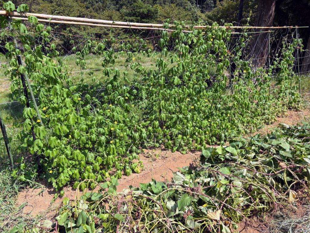 IMG_3935-1024x768 「こなゆきひめ」一番果