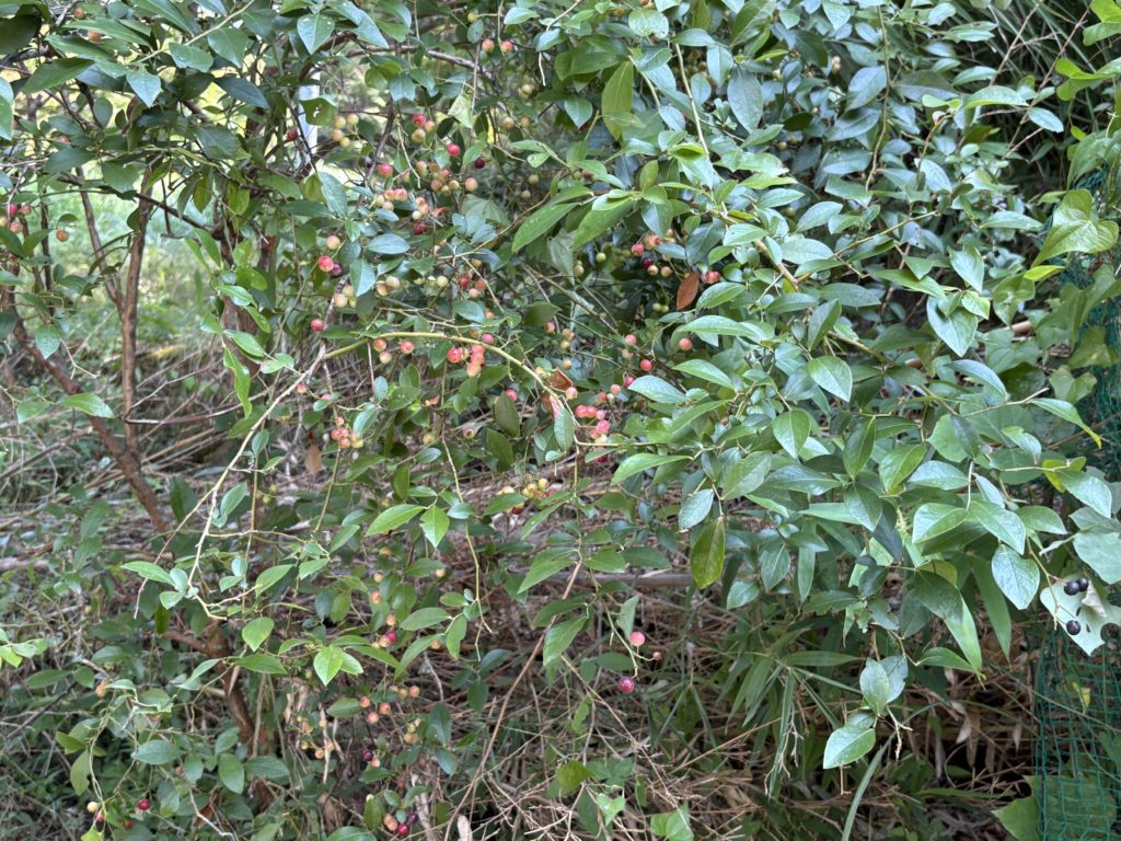 IMG_3938-1024x768 「こなゆきひめ」一番果