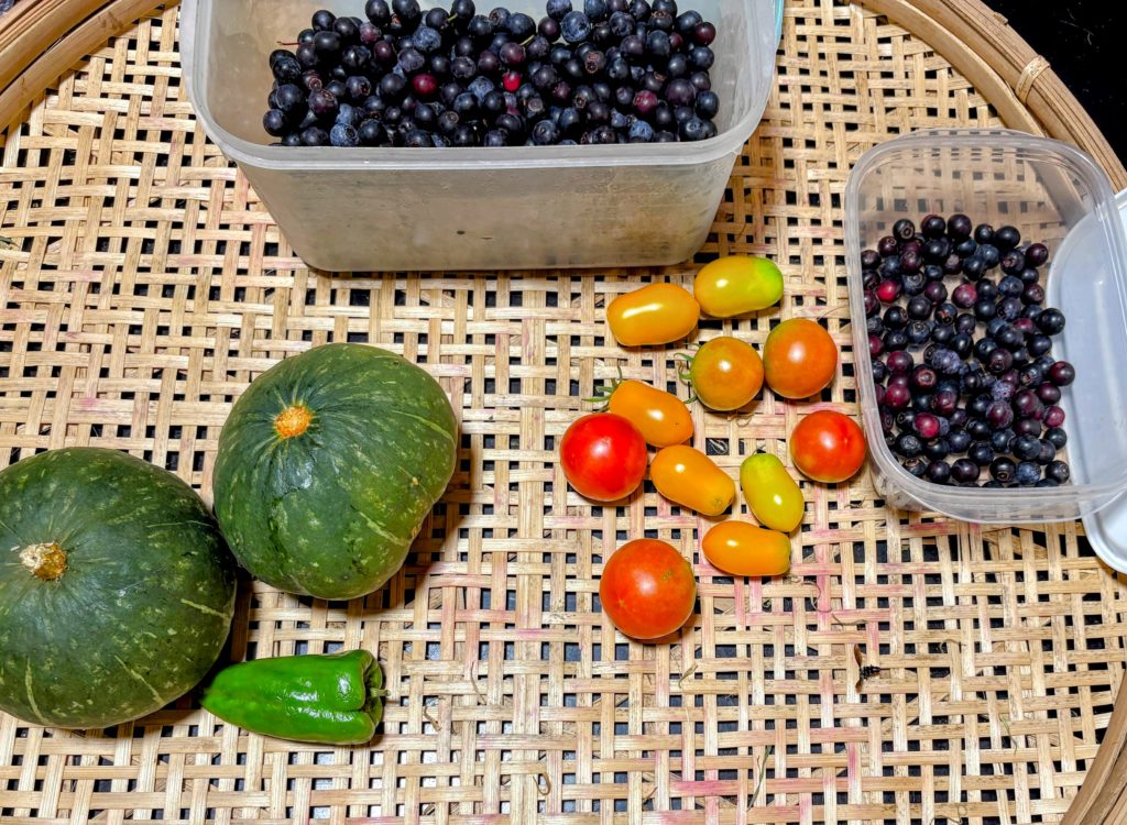 IMG_3940-EDIT-EDIT-1024x750 「こなゆきひめ」一番果