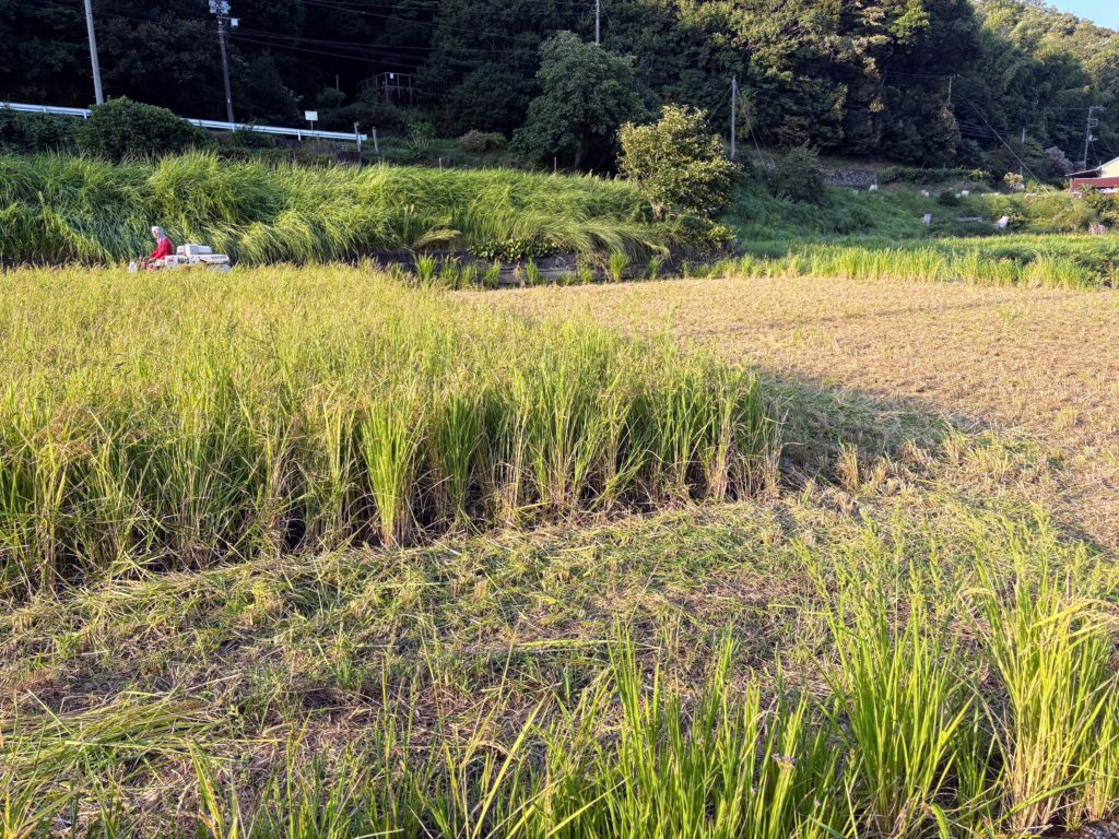 IMG_3942-1-1024x768 稲刈り完了