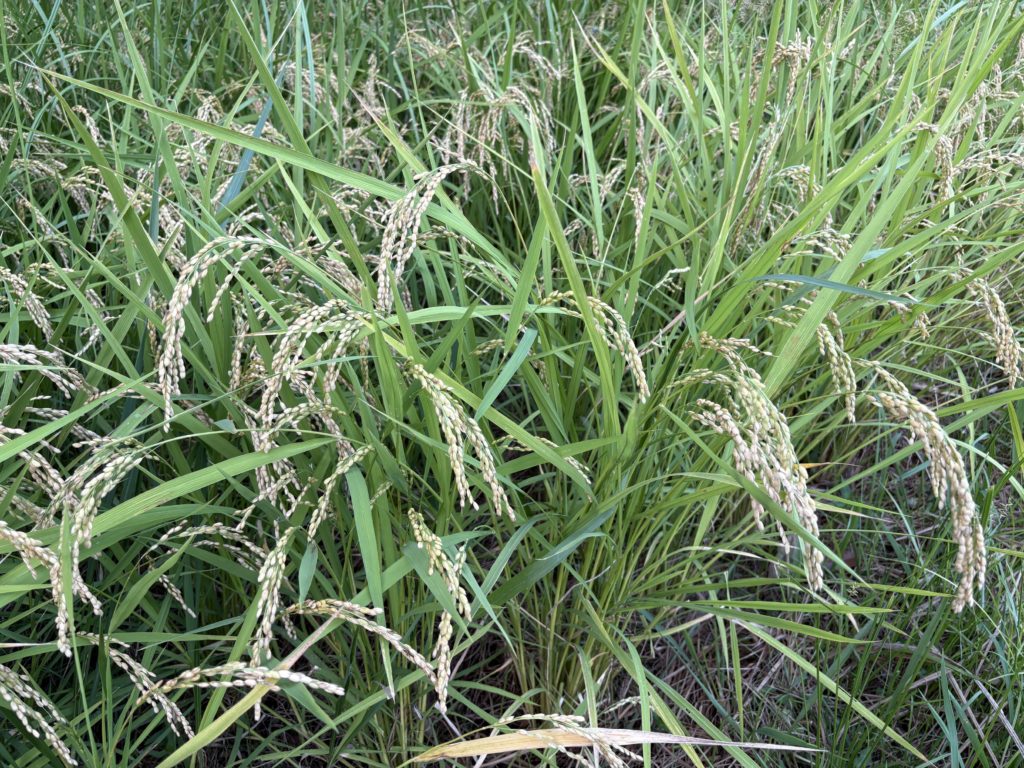 IMG_3950-1024x768 稲刈り完了