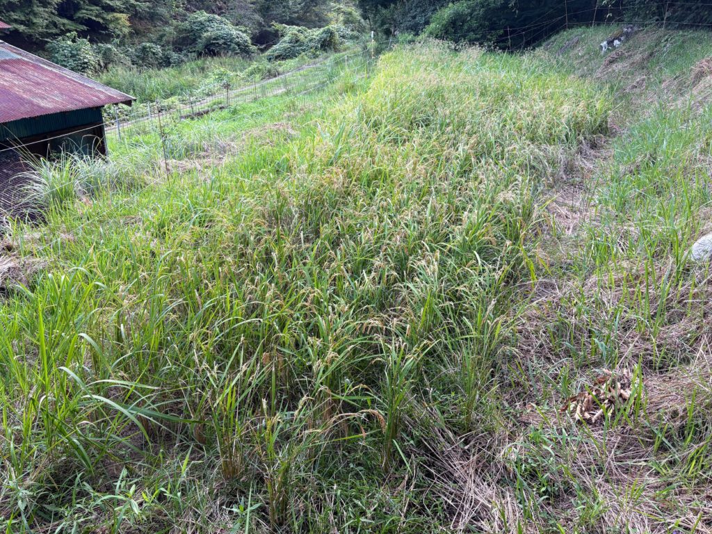 IMG_3951-1-1024x768 稲刈り完了