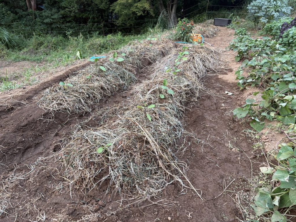 IMG_3957-1024x768 夏野菜の定着